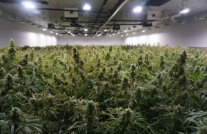 Maximizing Yields and Going Undetected: The Benefits of Sealed Grow Rooms and Implementing LEDs and CO2 The Benefits of Sealed Grow Rooms and Implementing LEDs and CO2