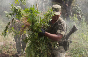 The Sinaloa Cartel’s ‘Narco Juniors’ Draw Inspiration from California’s Dispensaries for Marijuana Ventures Inspiration from California’s Dispensaries for Marijuana Ventures