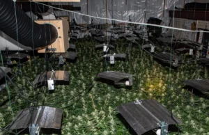 Unleashing the Dawg: The Phenomenal Rise of Star Dawg in the UK Cannabis Scene