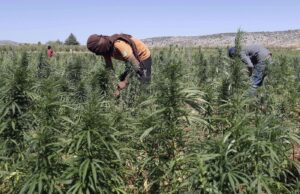 The Rich History of Red Lebanese Hash: A Cultural Tradition and Economic Legacy The Rich History of Red Lebanese Hash