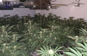 Exploring PGRs in the Cannabis Industry: Benefits, Concerns, and Nutrient Recommendations Exploring PGRs in the Cannabis Industry