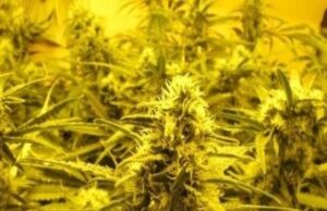 Introducing the New Kid on the Block: Star Dawg, Step Aside! Star Dawg, Step Aside!