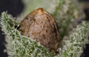 UK Cannabis Breeders: Flying the Flag for Unique Strains