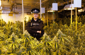 The Evolution of Cannabis in the UK: Changing Prices, Punishments, and Rising Illegal Cultivation Operations