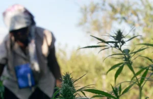 Swazi Gold Cannabis: A Journey Through History, Origins, and Economic Significance