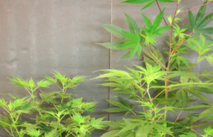 The Impact of Hop Latent Viroid Disease: A Silent Threat to Cannabis Crops