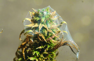 Tackling Spider Mites in Cannabis Crops: Effective Methods and Considerations