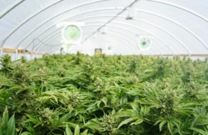 The UK: A Global Leader in Medical Cannabis Exportation A Global Leader in Medical Cannabis Exportation