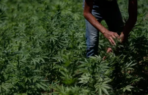 The Rise and Fall of Mexican Brick Weed: How Legal Cannabis Impacted the Market