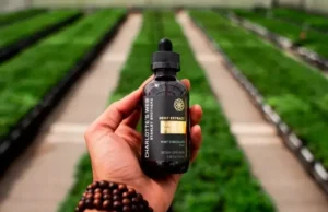 Charlotte’s Web: A Legacy of Healing and Leadership in the CBD Industry