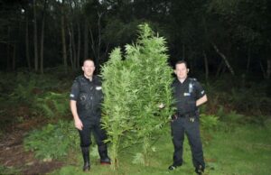 Guerilla Grows: Harnessing Climate Change for Massive Outdoor Cannabis Operations in the UK