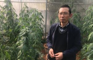 China’s Cannabis Laws: Views, THC, and Punishments for Smugglers and Dealers