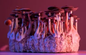 Magic Mushrooms: A Closer Look at the Laws, Benefits, and Cultivation A Closer Look at the Laws, Benefits, and Cultivation