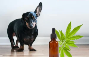 CBD and Dogs: The Emerging Trend in Pet Wellness