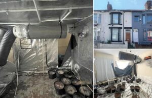 Waste Removal Companies: Cleaning Up Illegal Cannabis Farms in the UK Cleaning Up Illegal Cannabis Farms in the UK