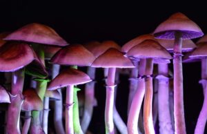Microdosing Psychedelic Mushrooms: Exploring Potential Health Benefits, Including the Treatment of Depression