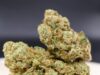 Unveiling the Allure of Amnesia Haze: Origins, Popularity, and Effects