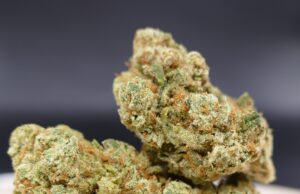 Unveiling the Allure of Amnesia Haze: Origins, Popularity, and Effects