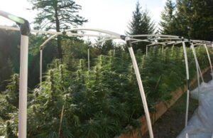 Harnessing the Power of Light Deps: Maximizing Cannabis Growth with Light Deprivation Techniques