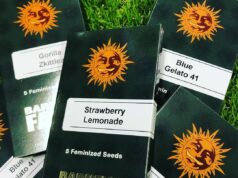 Barney’s Farm: From Coffee Shop to Seed Bank