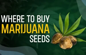 “Cannabis Seedbanks: Tapping into the Lucrative Opportunities of the Growing Cannabis Industry”