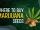 “Cannabis Seedbanks: Tapping into the Lucrative Opportunities of the Growing Cannabis Industry”
