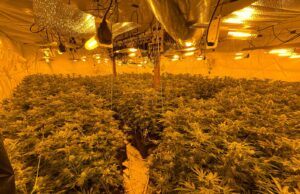 Massive £4 Million Cannabis Farm Unearthed in Telford’s Black Country