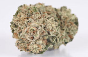 Gorilla Glue: A Potent Hybrid Strain with over 30% THC potentials