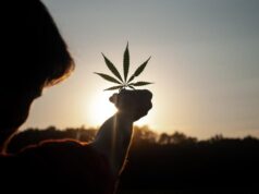 Investing in Start-ups: Unlocking Massive Rewards in the Cannabis Sector