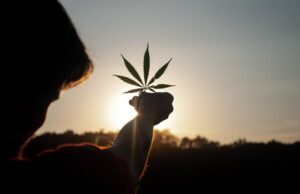 Investing in Start-ups: Unlocking Massive Rewards in the Cannabis Sector