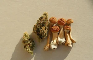 The Impact of Mixing Cannabis and Magic Mushrooms