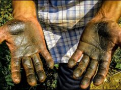 Charas: Exploring India’s Creamy Cannabis Delicacy