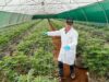 Medicinal Cannabis in South Africa: A Growing Industry with Economic Potential