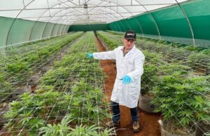 Medicinal Cannabis in South Africa: A Growing Industry with Economic Potential