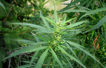 Cannabis Ruderalis and the Development of Auto-Flowering Plants