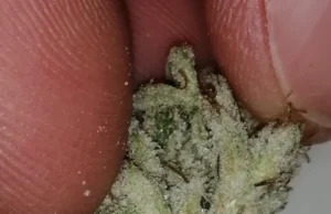 Unveiling the Dark Side: Contaminated Cannabis in the UK