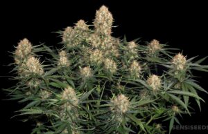 Skunk Weed: A Legendary Cannabis Variety with a Distinctive Aroma