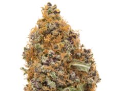 Purple Haze: A Psychedelic Sativa Strain That Awakens Creativity