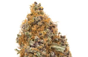 Purple Haze: A Psychedelic Sativa Strain That Awakens Creativity