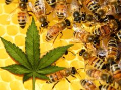 Bees and Cannabis Honey: Separating Facts from Fiction