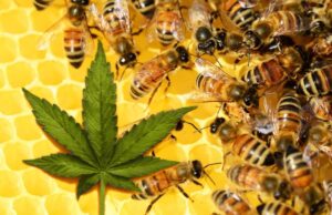 Bees and Cannabis Honey: Separating Facts from Fiction