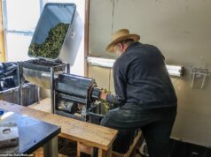 Amish Cannabis Farmers: Capitalizing on the Green Gold Rush in Pennsylvania