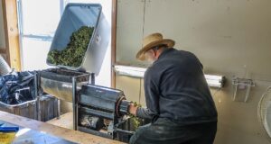 Amish Cannabis Farmers: Capitalizing on the Green Gold Rush in Pennsylvania