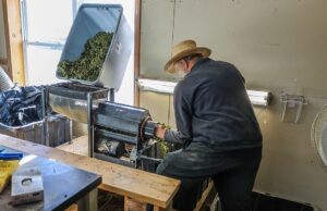 Amish Cannabis Farmers: Capitalizing on the Green Gold Rush in Pennsylvania