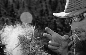 Remembering Franco: A Pioneer of Cannabis Exploration and Breeding