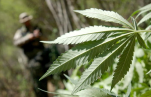 Cannabis Laws and Views: A Global Perspective